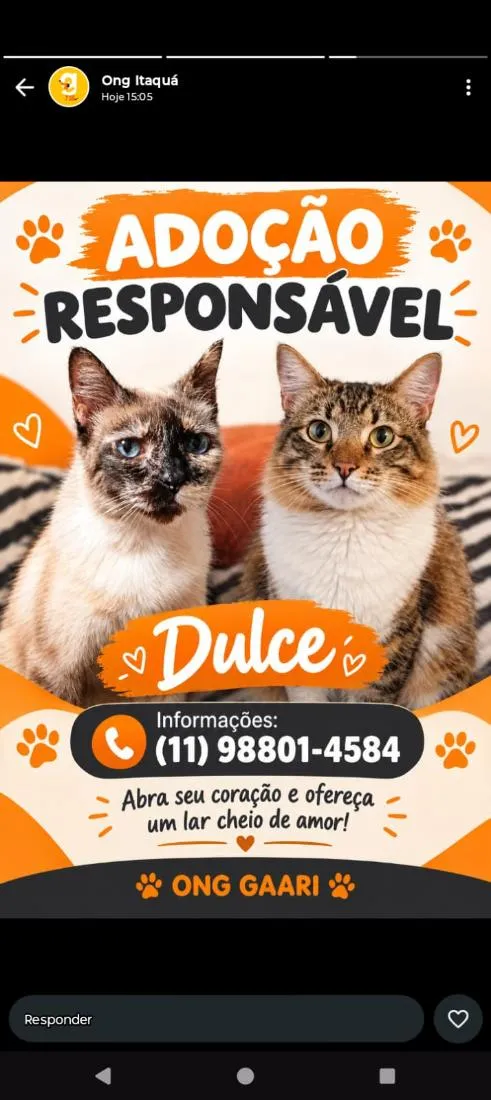 Gato raça SRD-ViraLata idade 7 a 11 meses nome mel