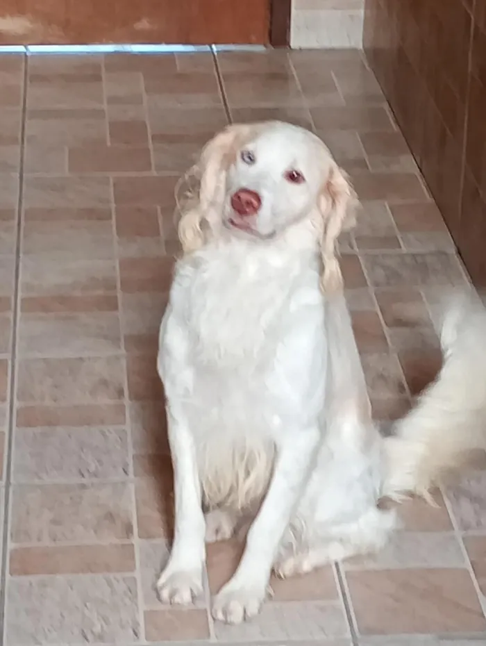 Cachorro raça SRD-ViraLata idade 6 ou mais anos nome Bailey