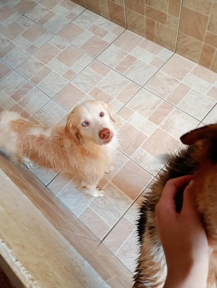 Cachorro raça SRD-ViraLata idade 6 ou mais anos nome Bailey