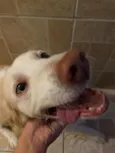 Bailey