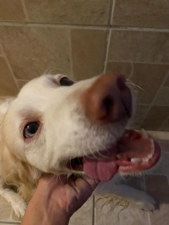 Cachorro raça SRD-ViraLata idade 6 ou mais anos nome Bailey