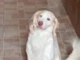 Bailey