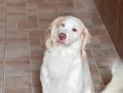Cachorro raça SRD-ViraLata idade 6 ou mais anos nome Bailey