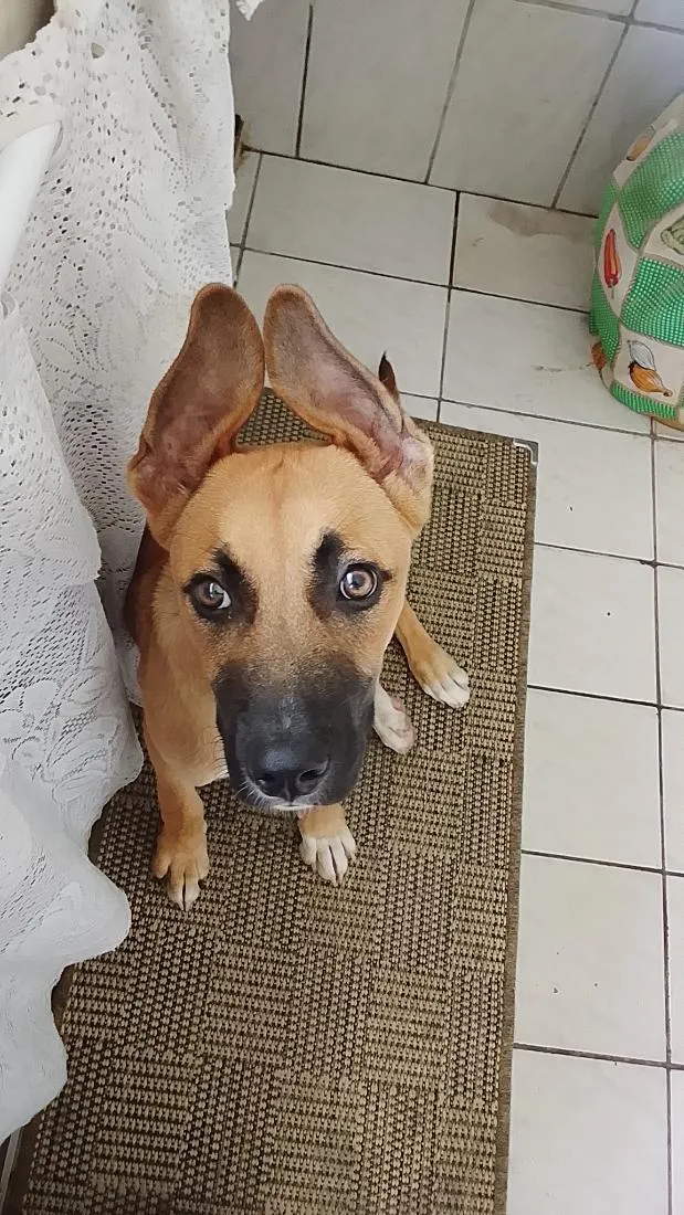 Cachorro raça SRD-ViraLata idade 2 a 6 meses nome Simba