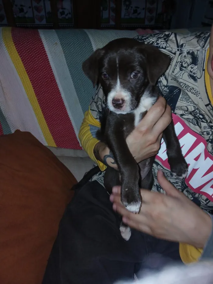 Cachorro raça SRD-ViraLata idade Abaixo de 2 meses nome Não tem nome ainda