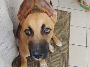 Cachorro raça SRD-ViraLata idade 2 a 6 meses nome Simba