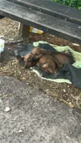 Tico e teco 