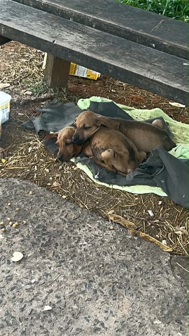 Cachorro raça SRD-ViraLata idade Abaixo de 2 meses nome Tico e teco 