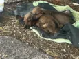 Tico e teco 