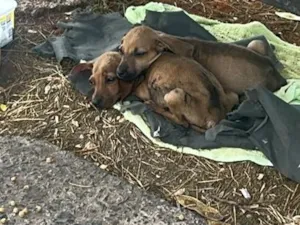 Cachorro raça SRD-ViraLata idade Abaixo de 2 meses nome Tico e teco 