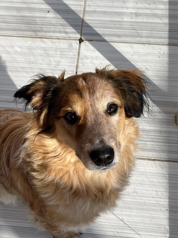 Cachorro raça SRD-ViraLata idade 1 ano nome Kiara