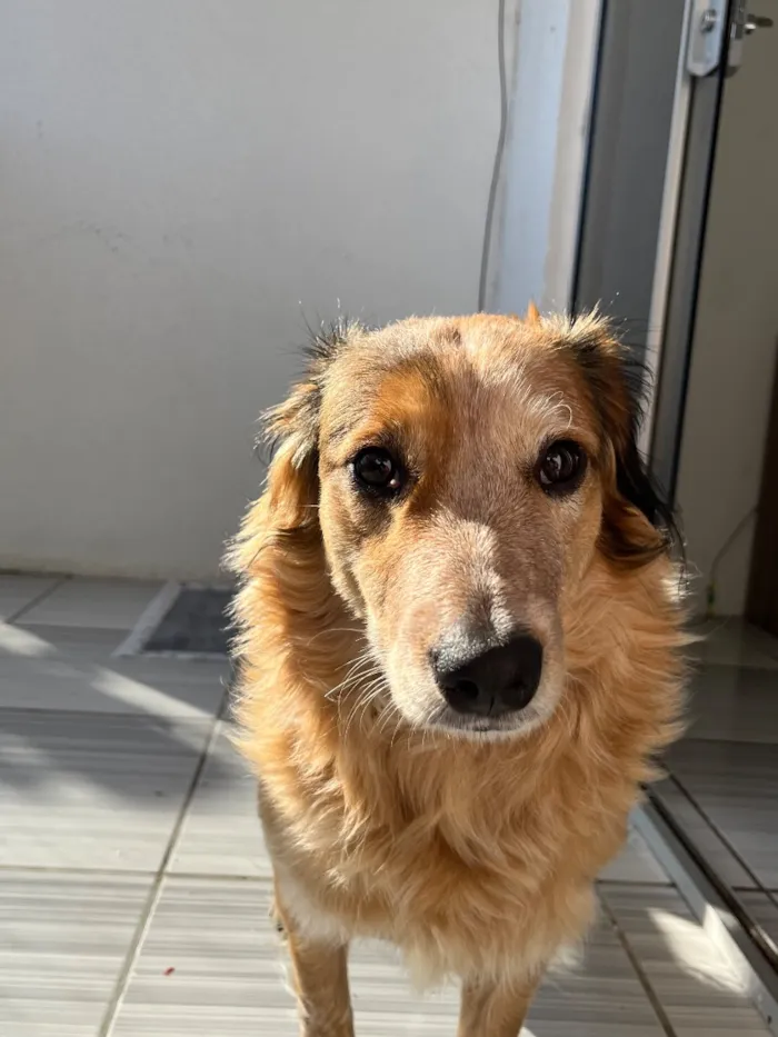 Cachorro raça SRD-ViraLata idade 1 ano nome Kiara