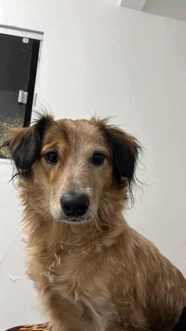 Cachorro raça SRD-ViraLata idade 1 ano nome Kiara