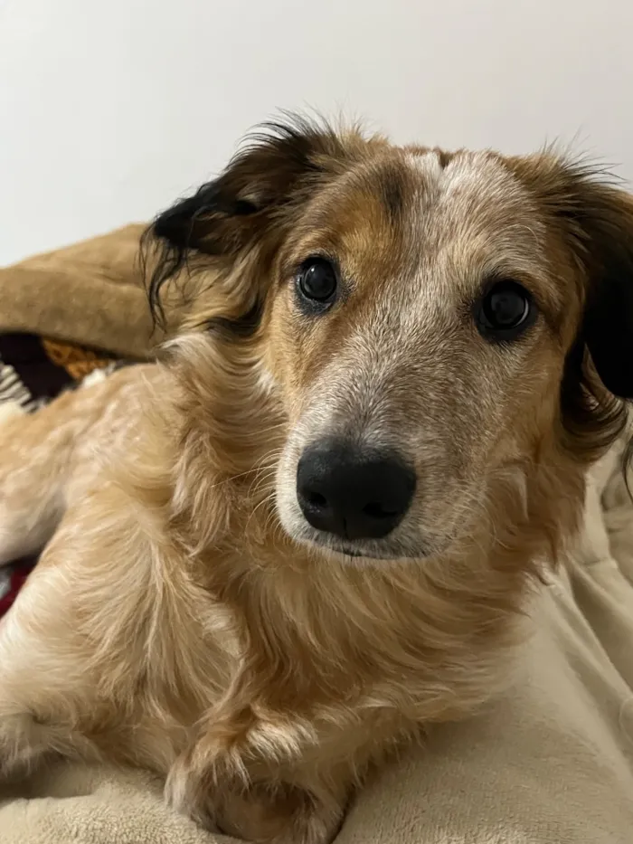 Cachorro raça SRD-ViraLata idade 1 ano nome Kiara