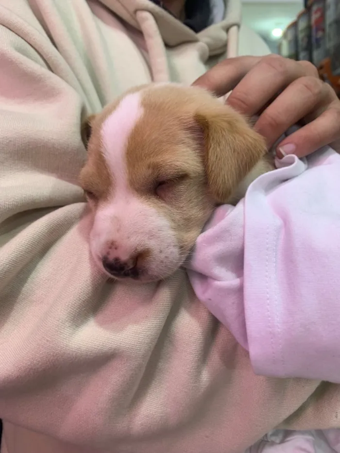 Cachorro raça SRD-ViraLata idade Abaixo de 2 meses nome Sem nome 
