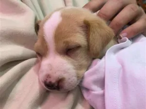 Cachorro raça SRD-ViraLata idade Abaixo de 2 meses nome Sem nome 