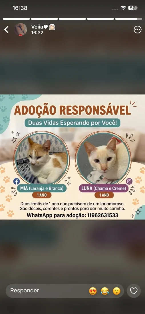 Gato raça SRD-ViraLata idade 1 ano nome Mia e luna