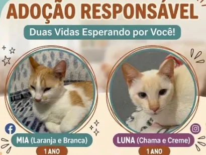 Gato raça SRD-ViraLata idade 1 ano nome Mia e luna