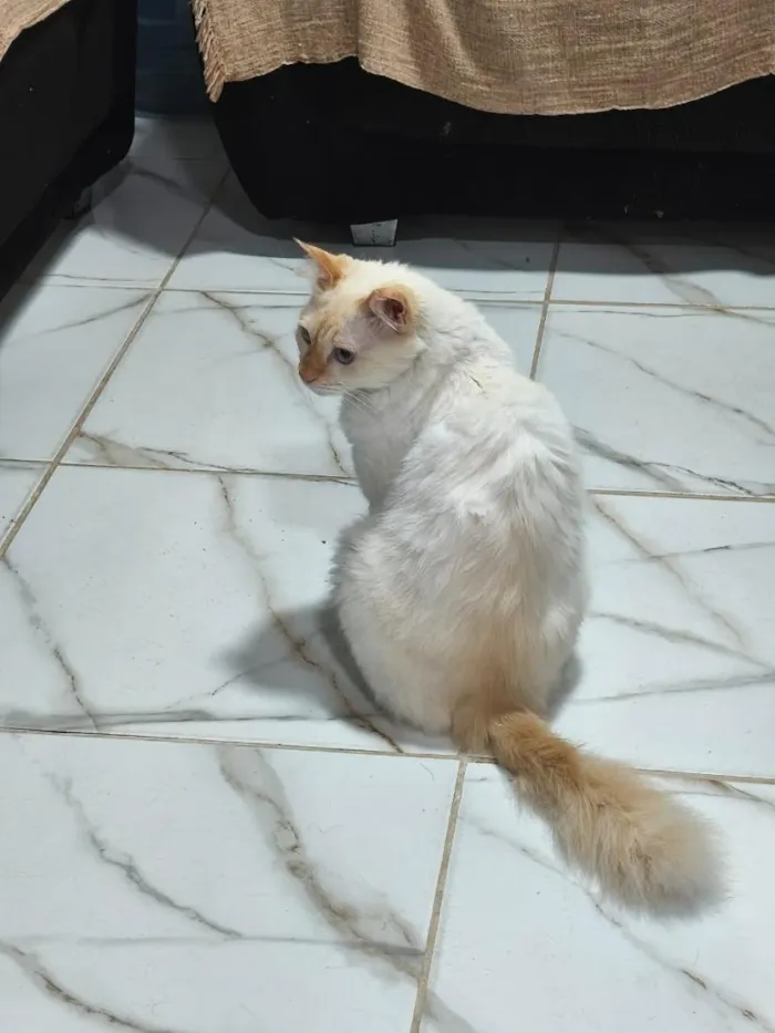 Gato raça SRD-ViraLata idade 3 anos nome Neve
