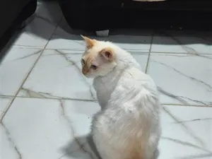 Gato raça SRD-ViraLata idade 3 anos nome Neve