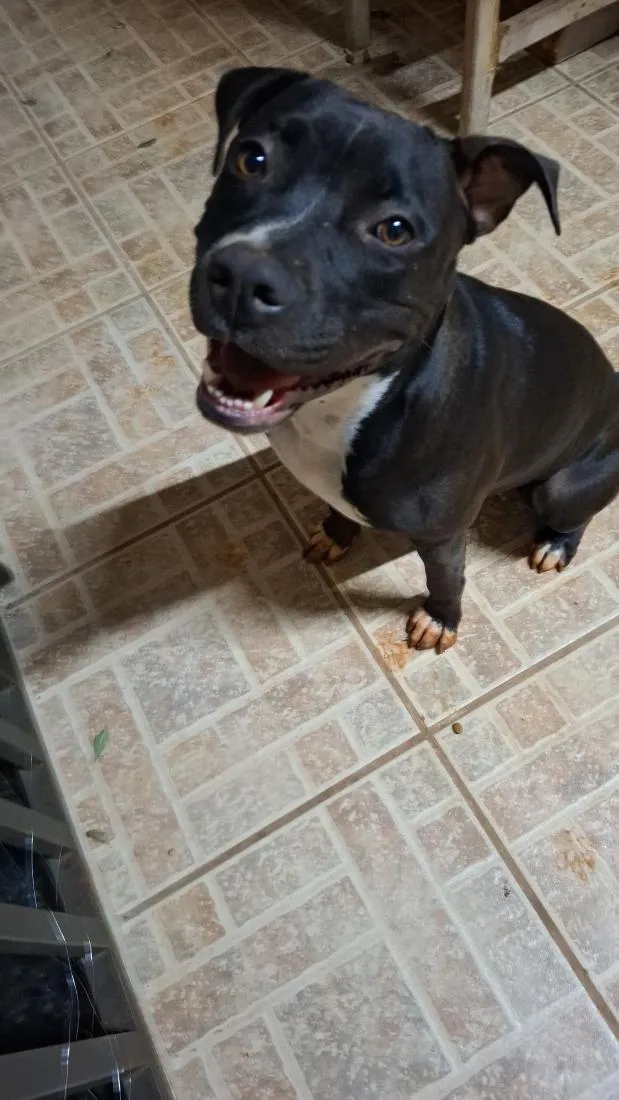 Cachorro raça Pit-Bull idade 1 ano nome Fiona 