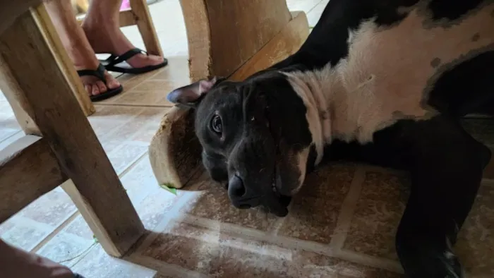 Cachorro raça Pit-Bull idade 1 ano nome Fiona 