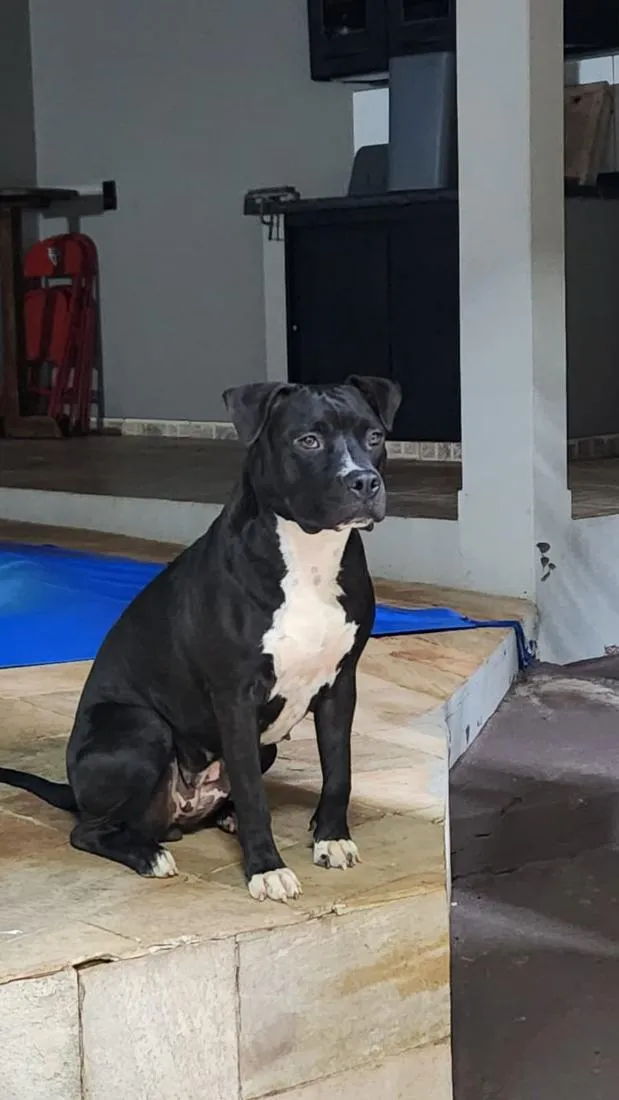 Cachorro raça Pit-Bull idade 1 ano nome Fiona 