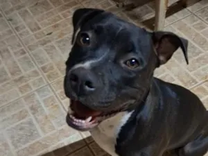 Cachorro raça Pit-Bull idade 1 ano nome Fiona 