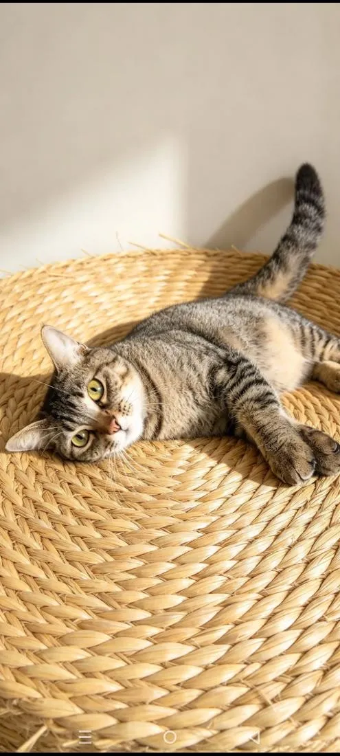 Gato raça SRD-ViraLata idade 1 ano nome Lili