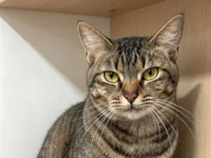 Gato raça SRD-ViraLata idade 1 ano nome Lili