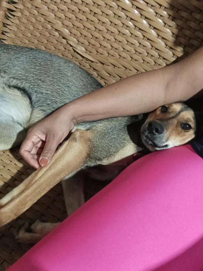 Cachorro raça SRD-ViraLata idade 1 ano nome Farofa