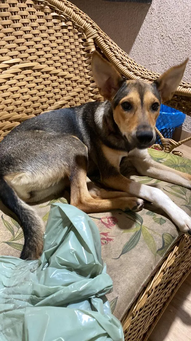 Cachorro raça SRD-ViraLata idade 1 ano nome Farofa