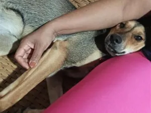 Cachorro raça SRD-ViraLata idade 1 ano nome Farofa