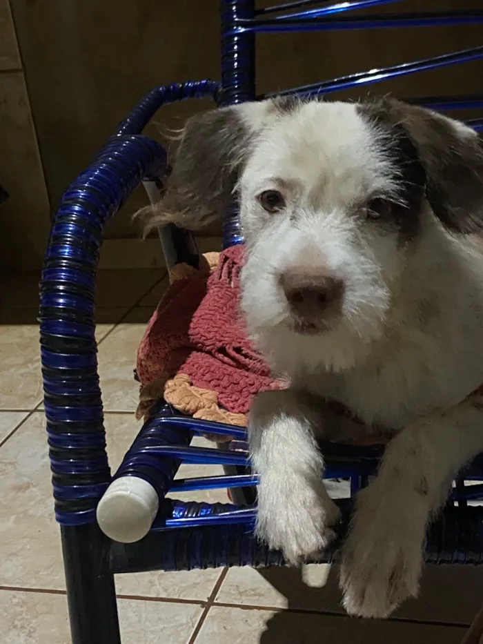 Cachorro raça SRD-ViraLata idade 2 a 6 meses nome Floquinho