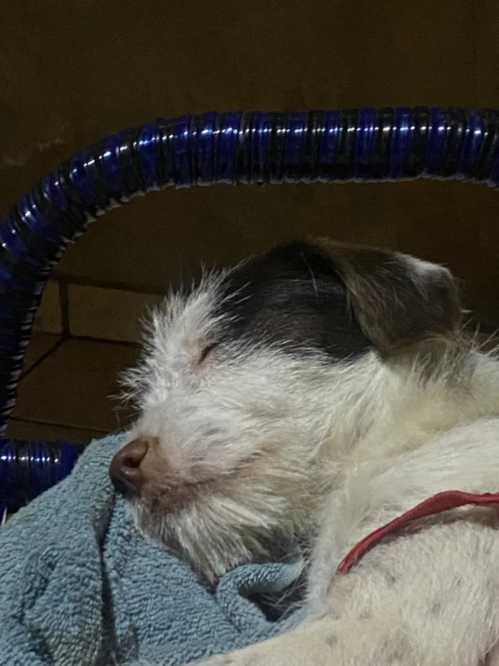 Cachorro raça SRD-ViraLata idade 2 a 6 meses nome Floquinho