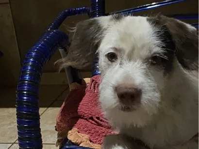 Cachorro raça SRD-ViraLata idade 2 a 6 meses nome Floquinho
