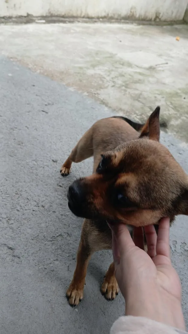 Cachorro raça SRD-ViraLata idade 1 ano nome Clara