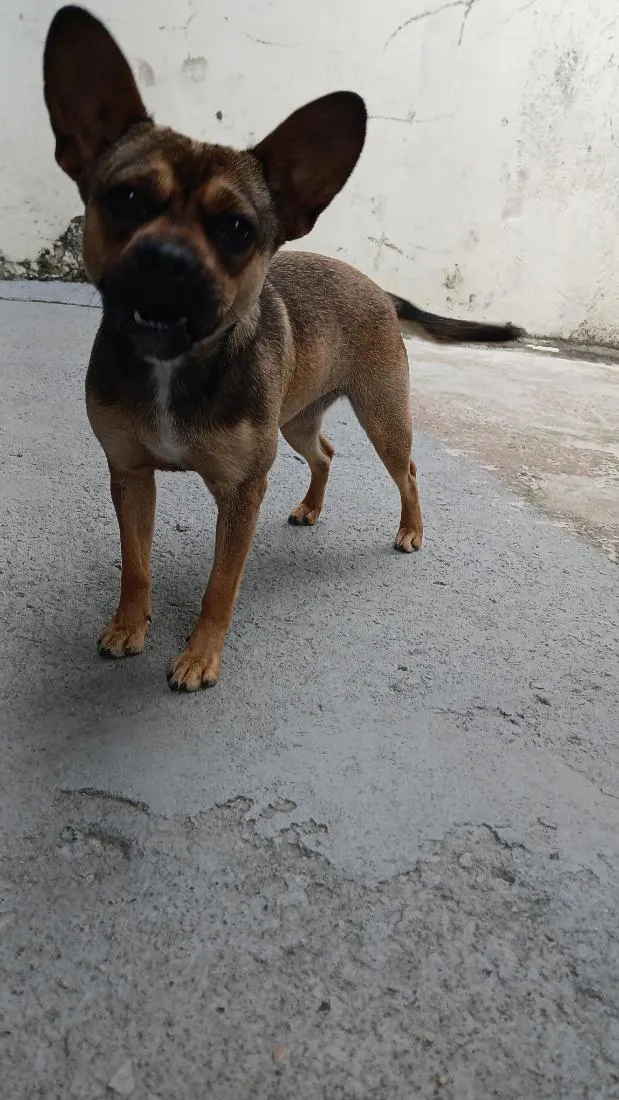 Cachorro raça SRD-ViraLata idade 1 ano nome Clara