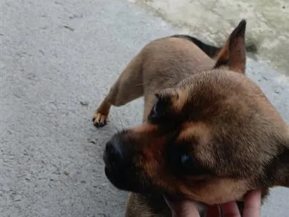 Cachorro raça SRD-ViraLata idade 1 ano nome Clara