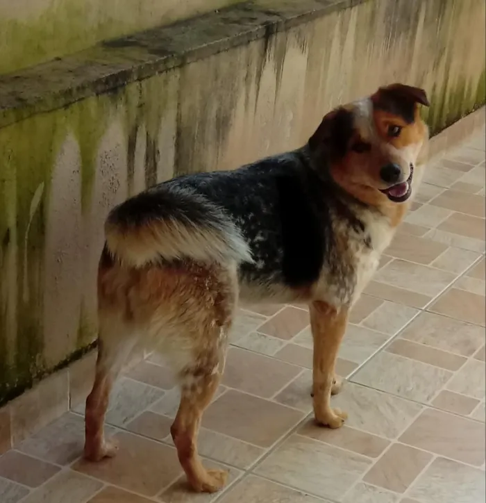 Cachorro raça SRD-ViraLata idade 6 ou mais anos nome Lobinho