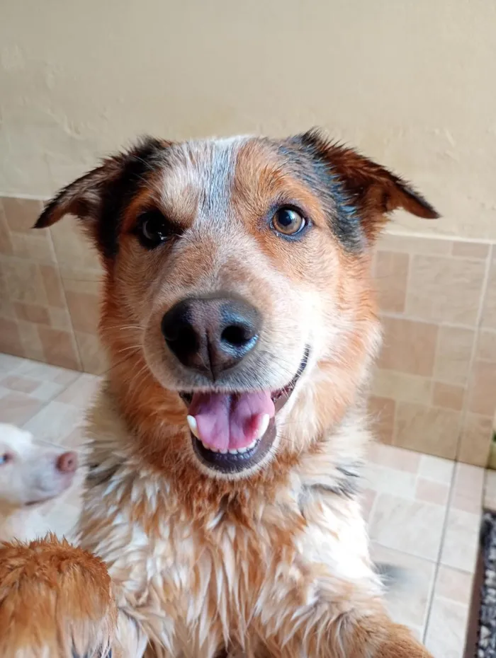 Cachorro raça SRD-ViraLata idade 6 ou mais anos nome Lobinho