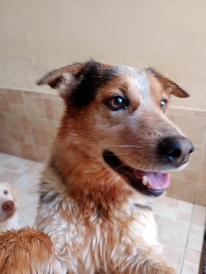 Cachorro raça SRD-ViraLata idade 6 ou mais anos nome Lobinho