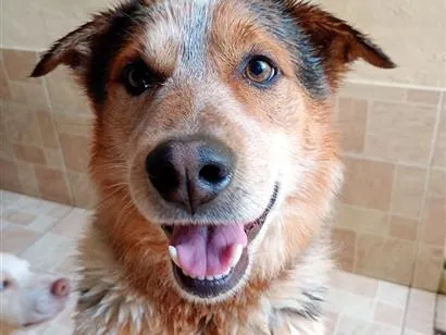 Cachorro raça SRD-ViraLata idade 6 ou mais anos nome Lobinho