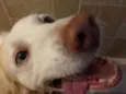 Bailey