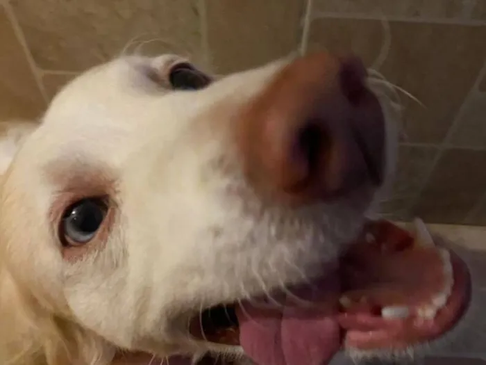 Cachorro raça SRD-ViraLata idade 6 ou mais anos nome Bailey