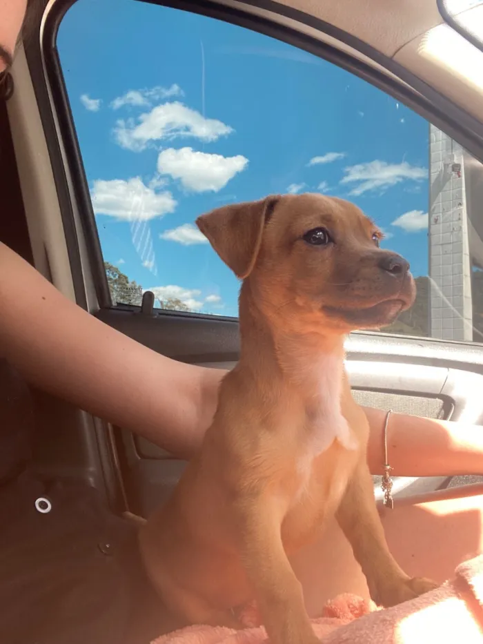 Cachorro raça SRD-ViraLata idade 2 a 6 meses nome Luna