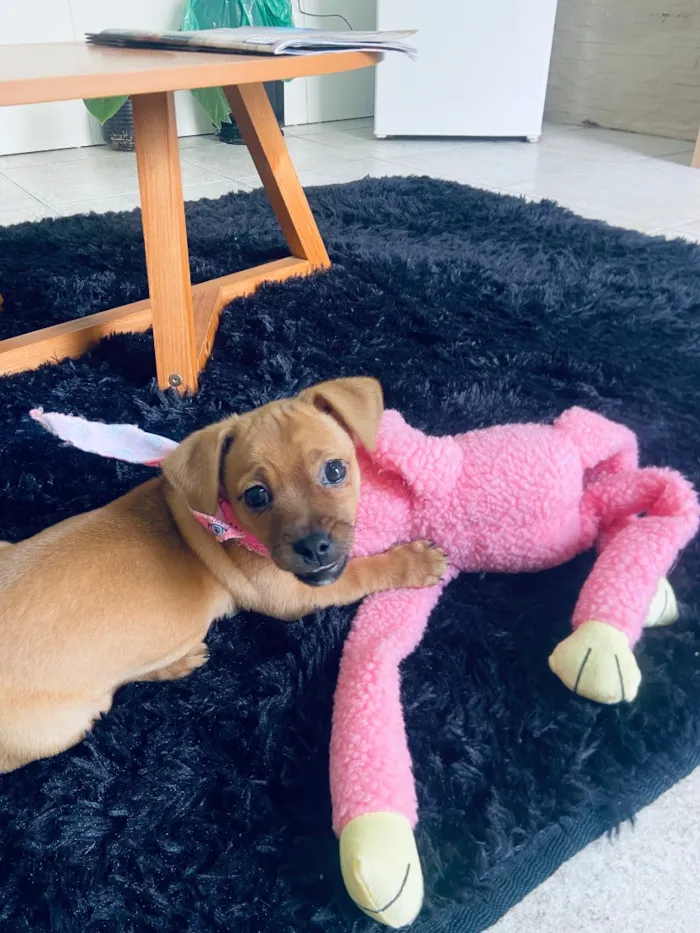 Cachorro raça SRD-ViraLata idade 2 a 6 meses nome Luna
