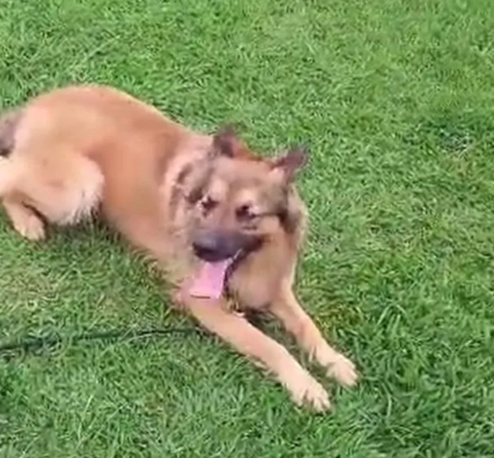 Cachorro raça Pastor Alemão idade 1 ano nome Tim Tim