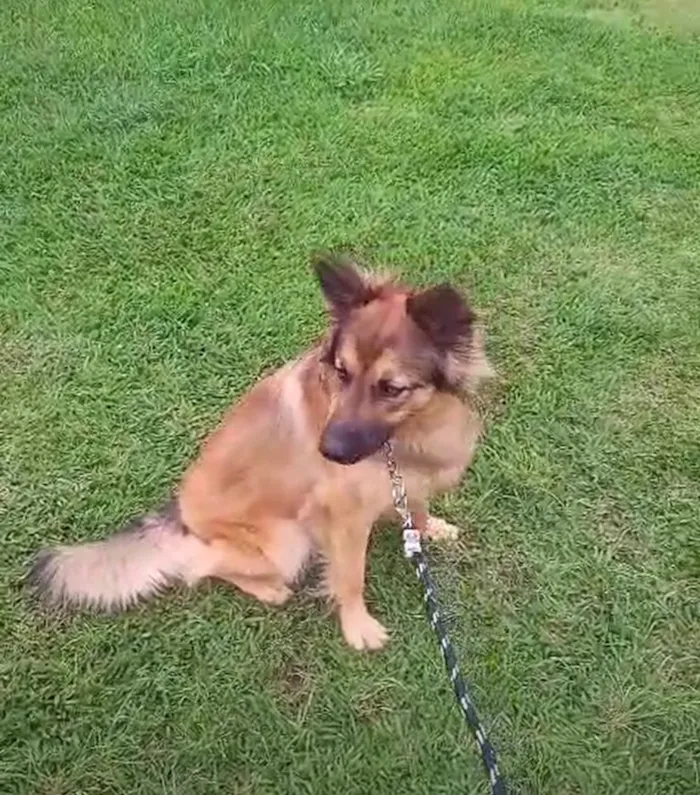 Cachorro raça Pastor Alemão idade 1 ano nome Tim Tim
