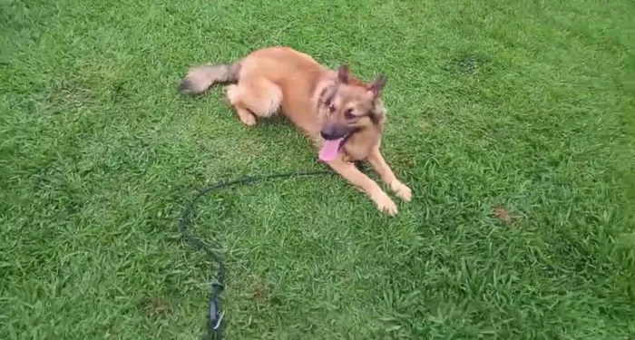 Cachorro raça Pastor Alemão idade 1 ano nome Tim Tim